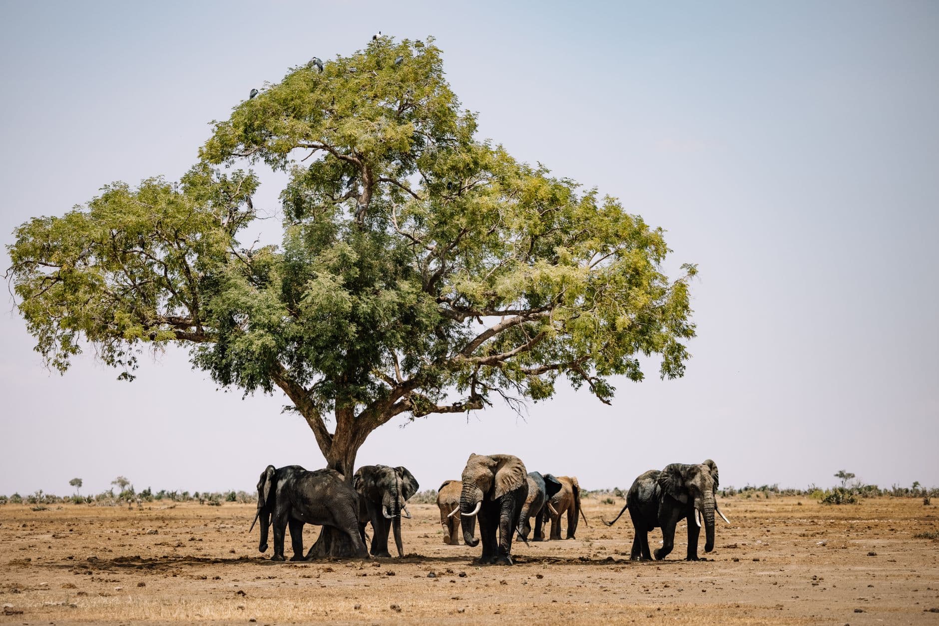 Zimbabwe