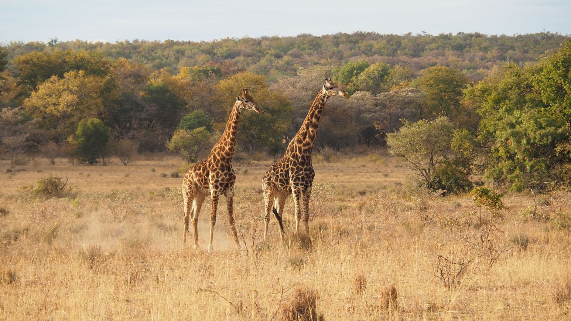 Zuid-Afrika