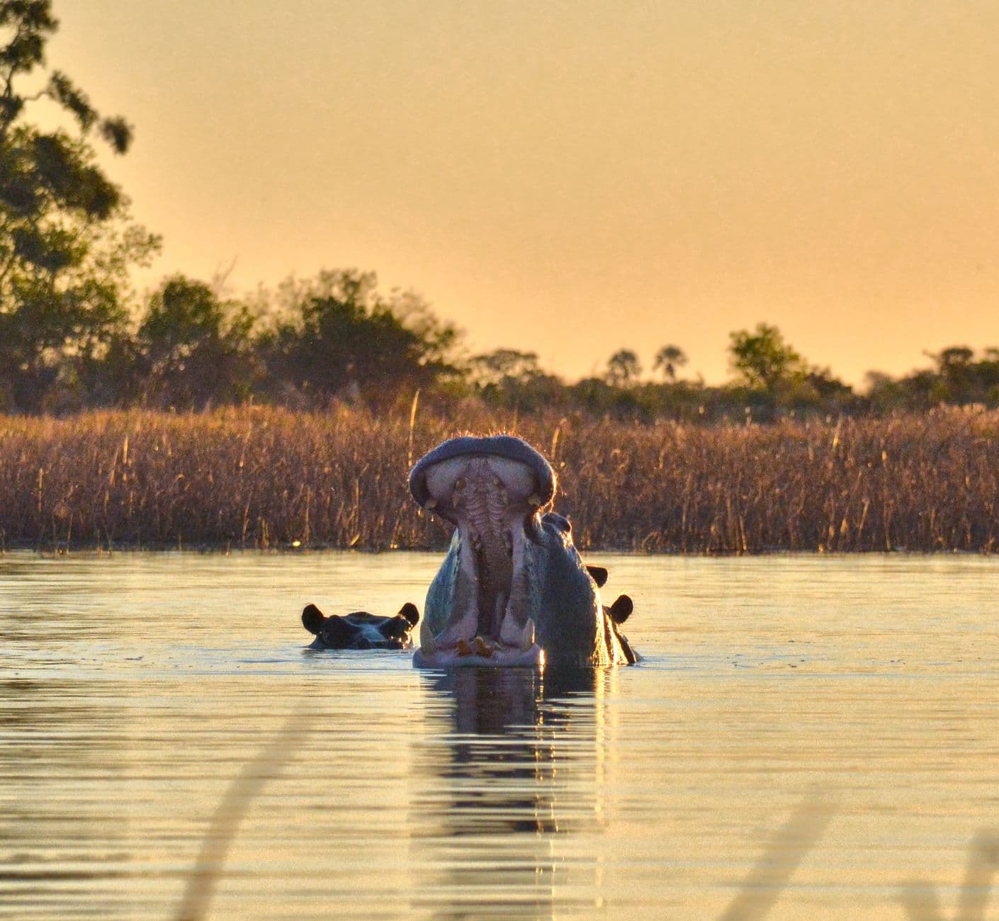 De Okavangodelta in Botswana