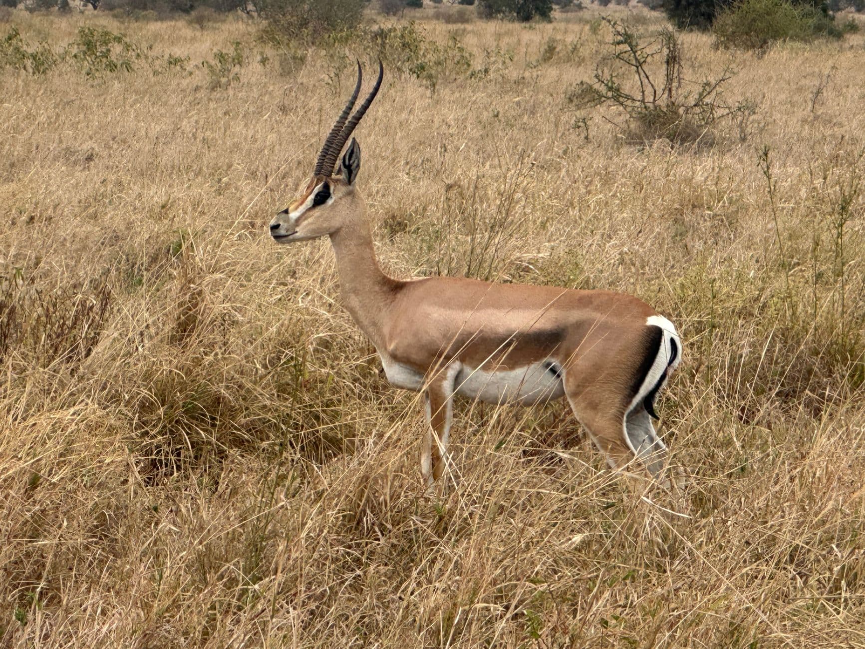 Individuele rondreizen Tanzania, Tanzania