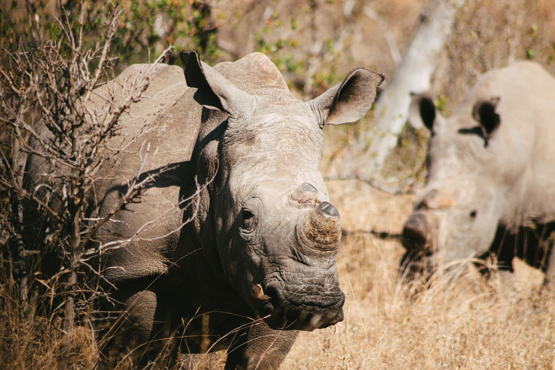 Individuele rondreizen Zuid-Afrika, Zuid-Afrika