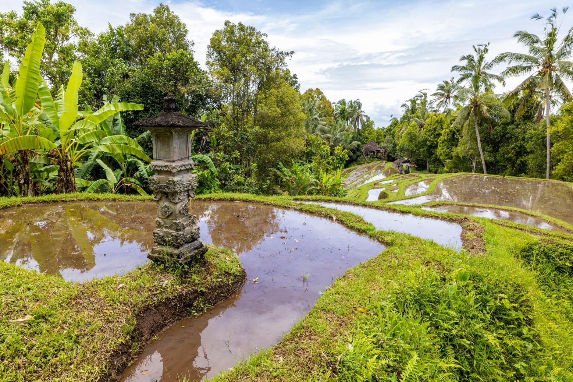 Rijstterrassen in Indonesië