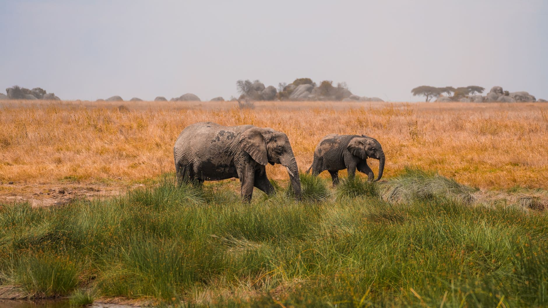 Safari in de Serengeti, Tanzania
