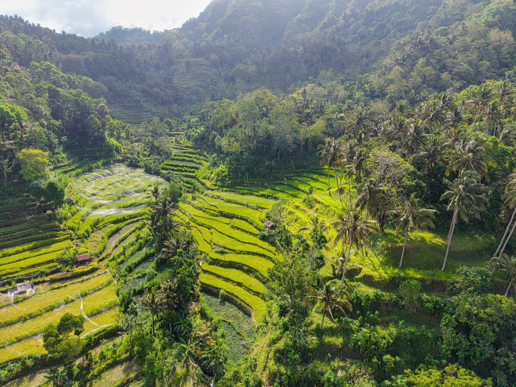 Rijstterrassen op Bali, Indonesië