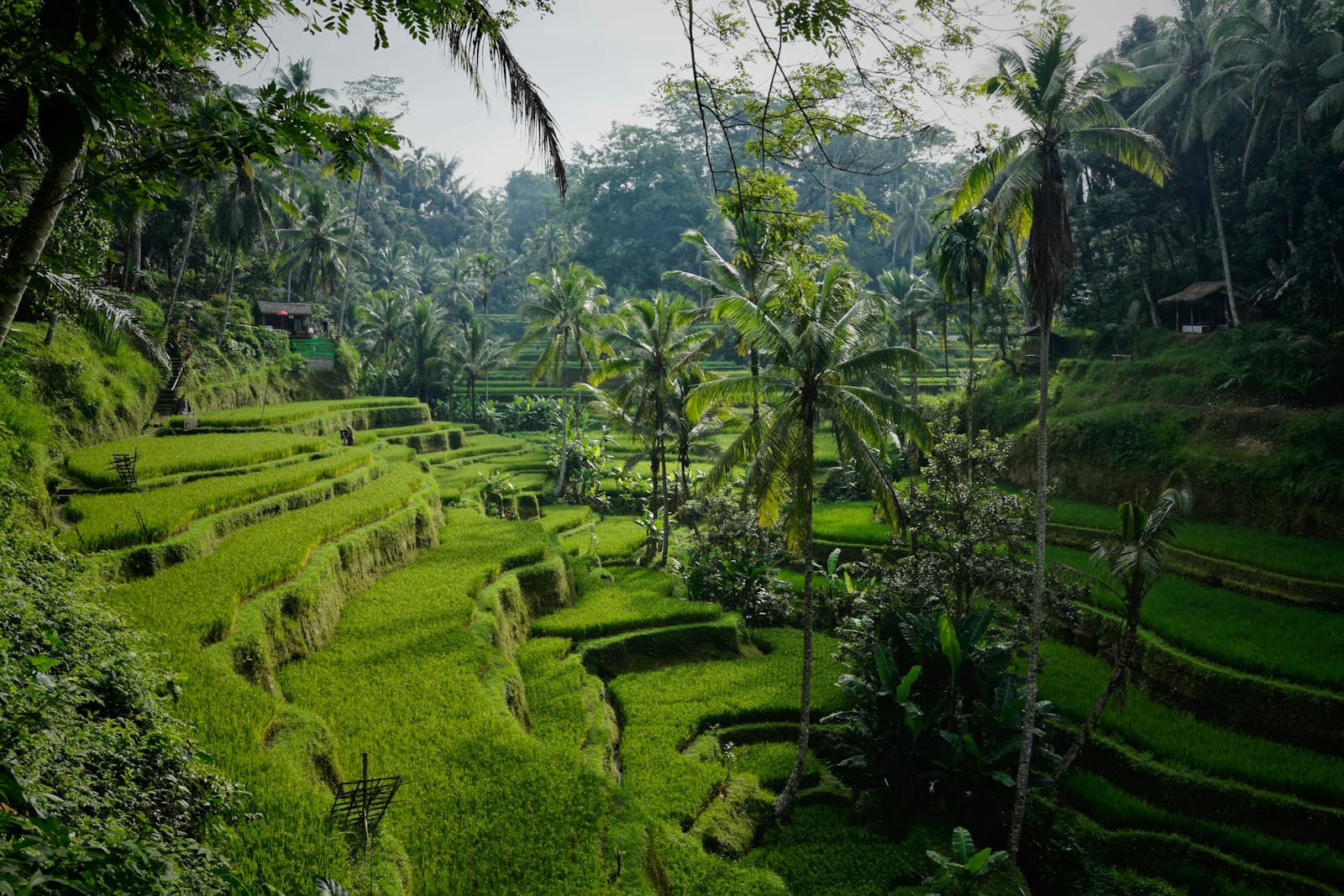 Groene rijstterrassen met palmbomen op Bali
