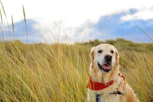 Een hijgende hond in de duinen van Ameland.
