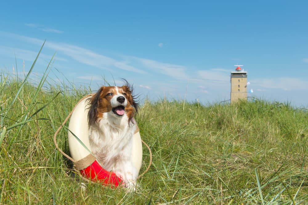 Vakantie in Terschelling met de hond