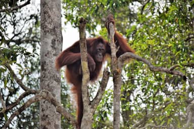 Onbekend Junglegebied Ketambe