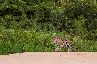 Wildlife avontuur in Kaa Iya
