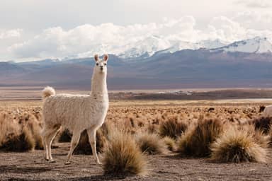 Ongerept Sajama National Park
