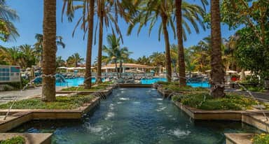 Palm Oasis
