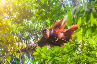 3-daagse bouwsteen Sumatra (Bukit Lawang)