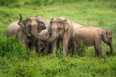 3-daagse 'I Love Phants' Tour & Kui Buri