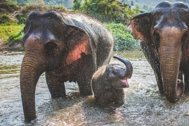 2-daagse trekking, olifanten & raften in Chiang Mai