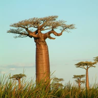 Rondreis Madagaskar, 24 dagen