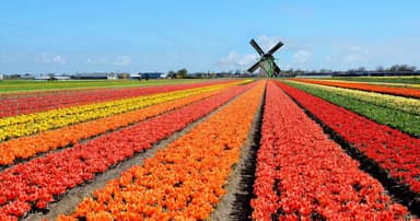 Fietsvakantie hoogtepunten van Nederland - tulpentour
