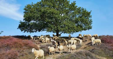 Wandelvakantie Veluwe en IJsselvallei - 7 dagen